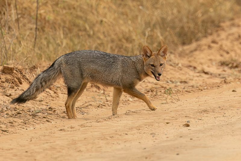 Pampas fox