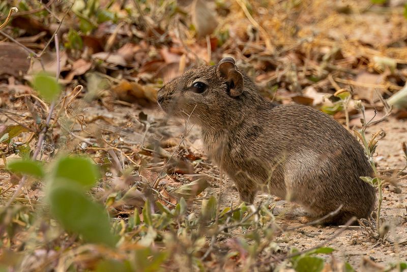 Common yellow-toothed cavy