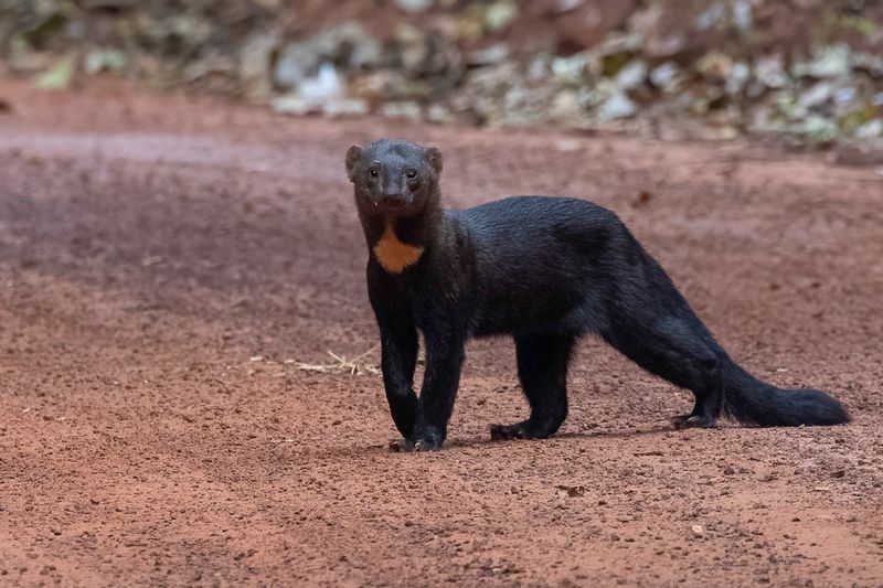 Tayra