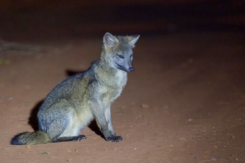 Mammals of South America