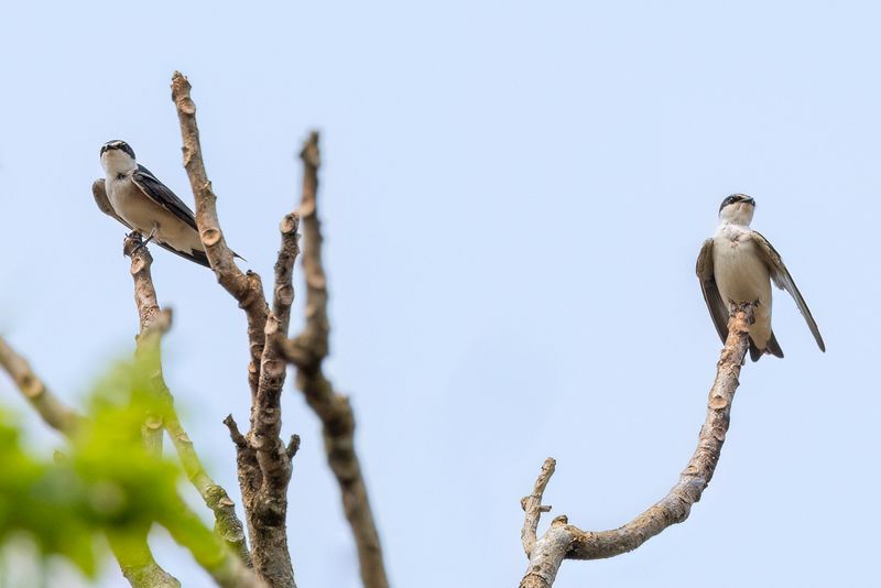 White-rumped Swallow