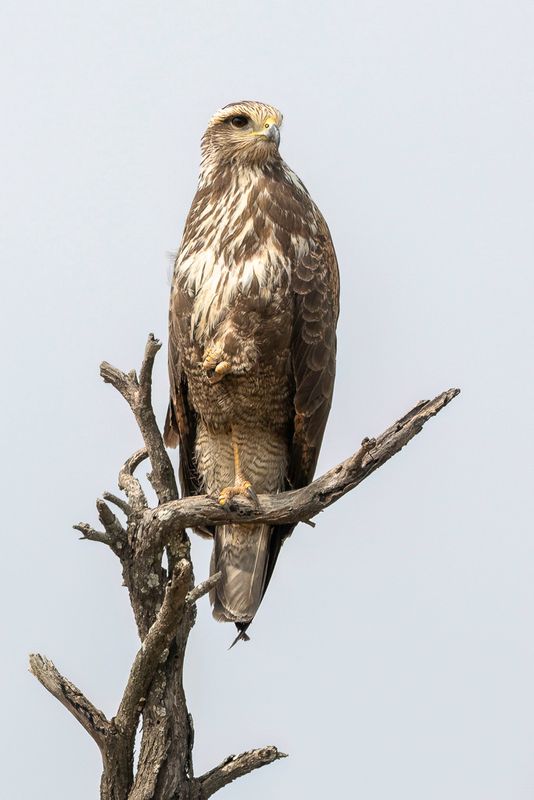 Harris's Hawk