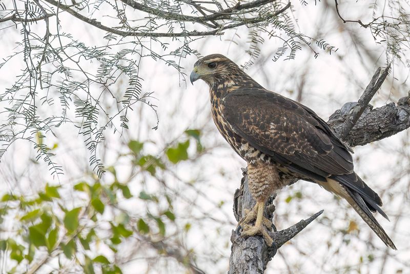 Harris's Hawk (imm)