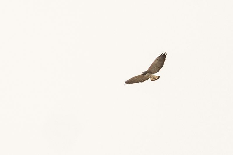 White-tailed Hawk