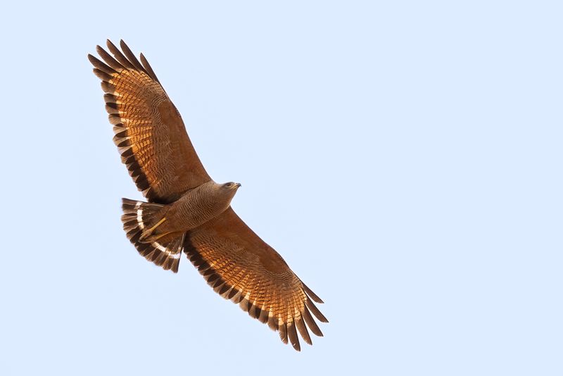 Savanna Hawk