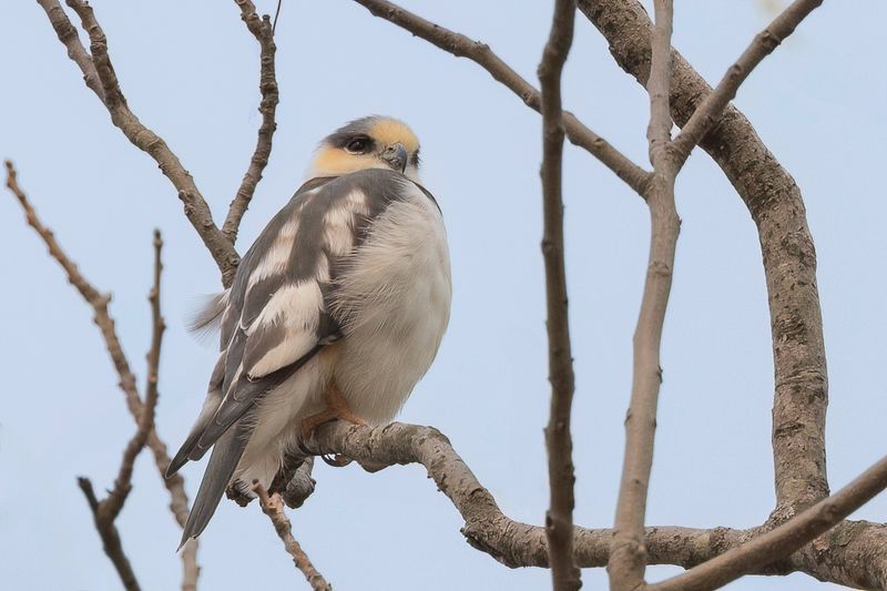 Pearl Kite