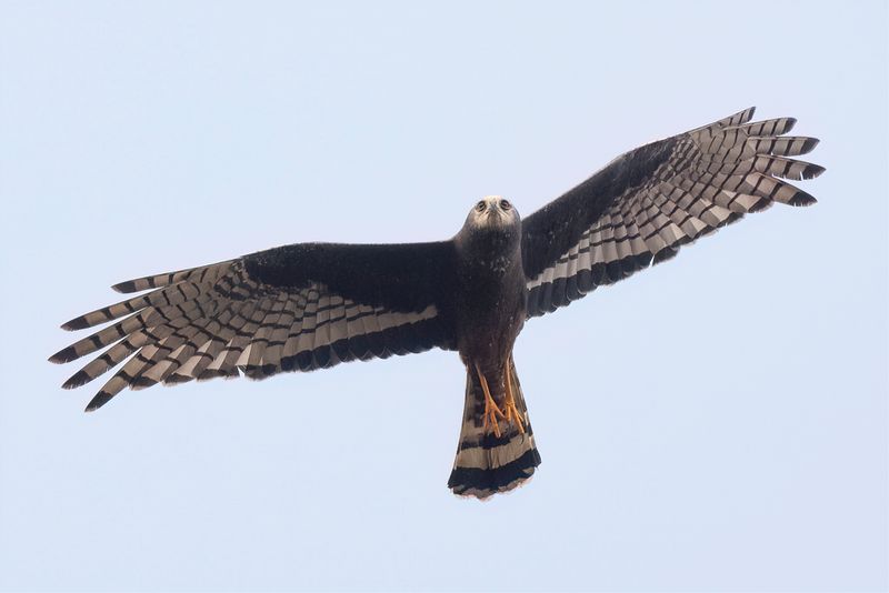 Long-winged Harrier (f)