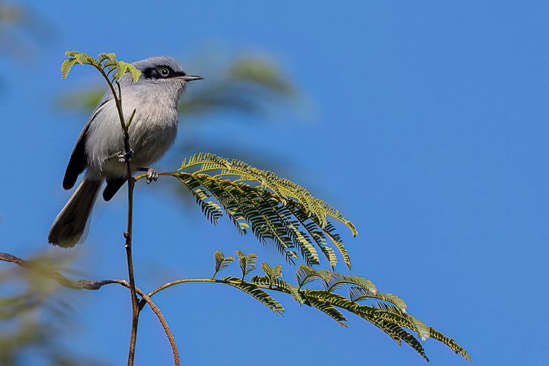 214 Polioptilidae - Gnatwrens and Gnatcatchers