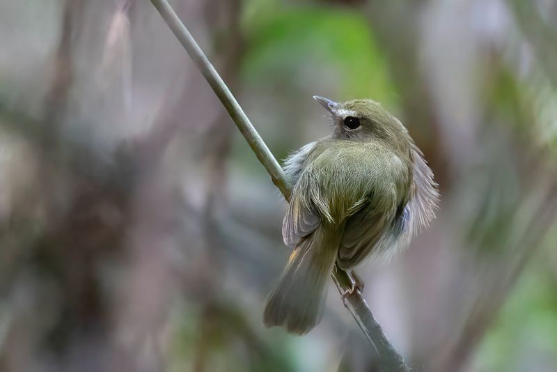 Drab-breasted Bamboo Tyrant