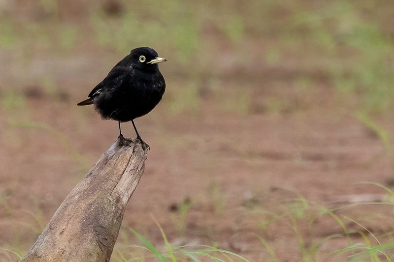 Spectacled Tyrant (m)