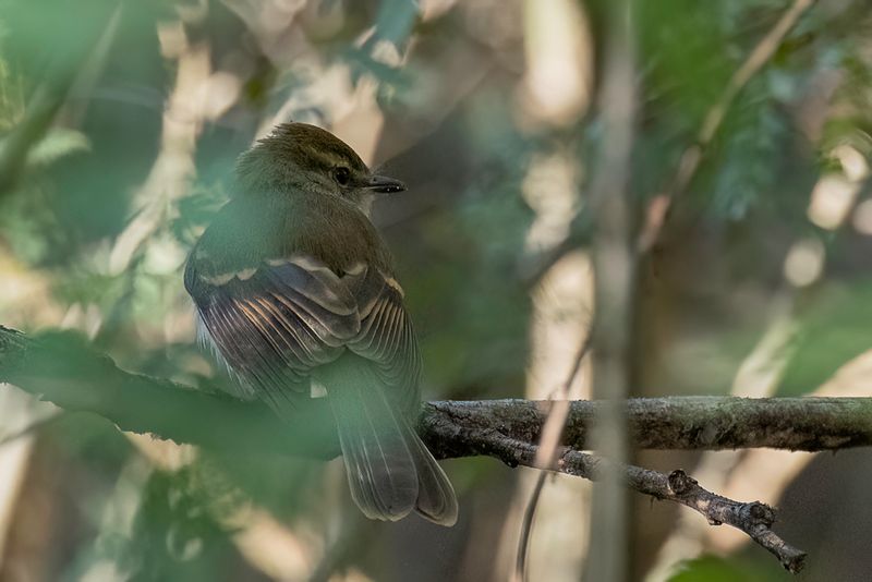 Fuscous Flycatcher