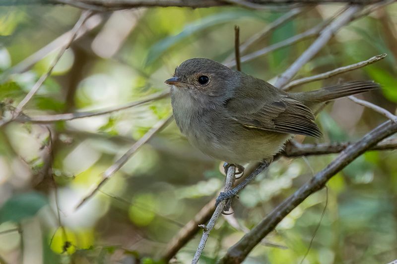 Fulvous-crowned Scrub Tyrant