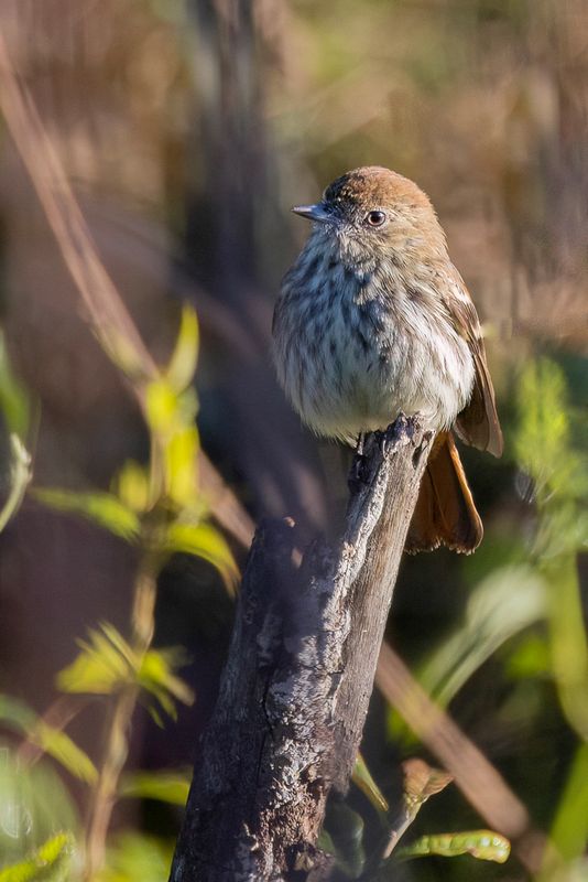 Cinereous Tyrant (f)