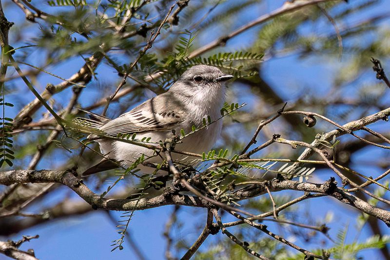 Suiriri Flycatcher