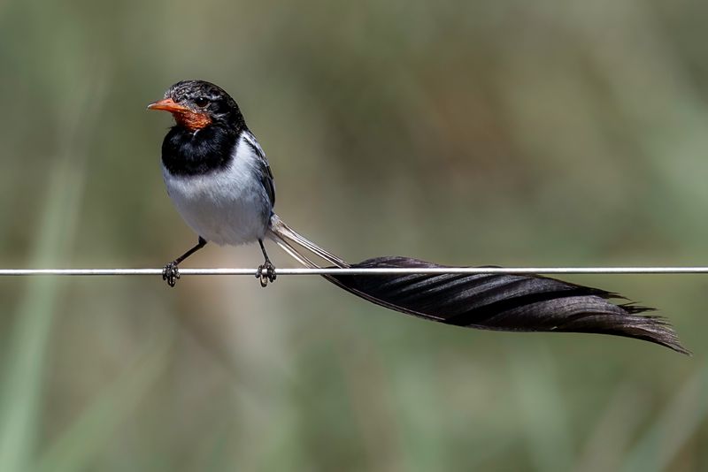 Strange-tailed Tyrant (m)