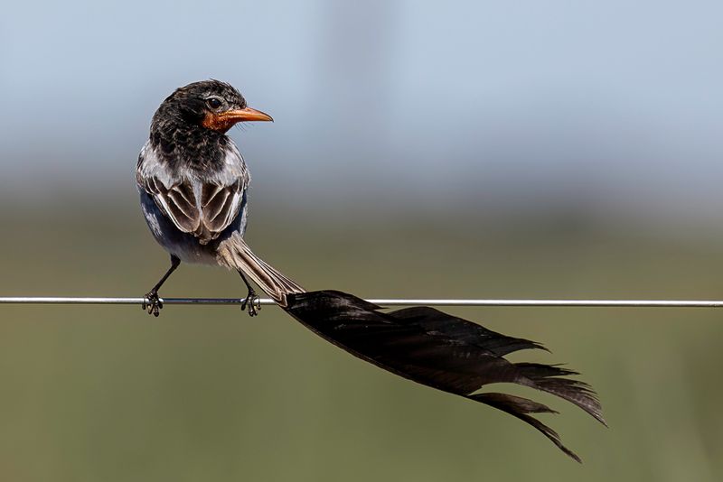 Strange-tailed Tyrant (m)