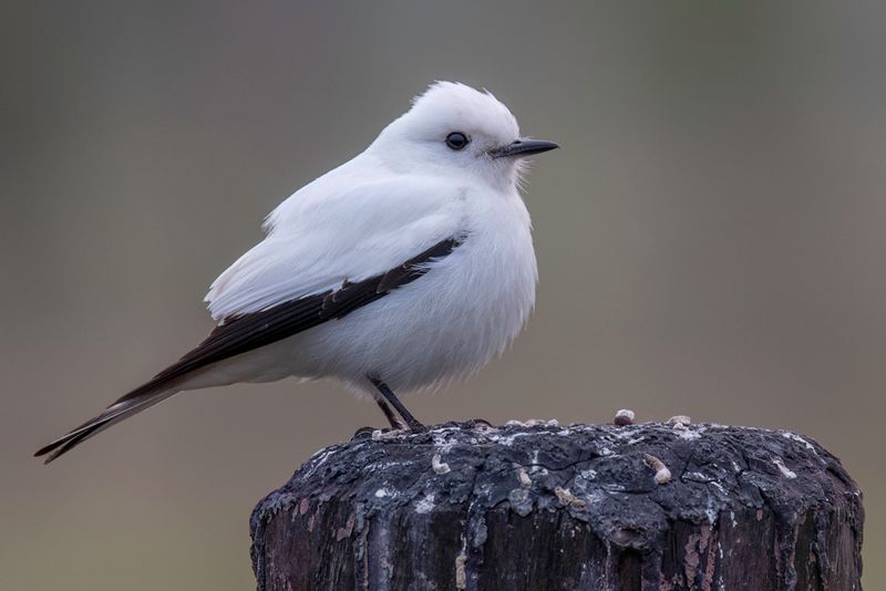 White Monjita
