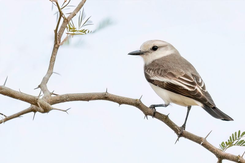 White-rumped Monjita