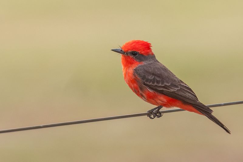 Vermilion Flycatcher (m)