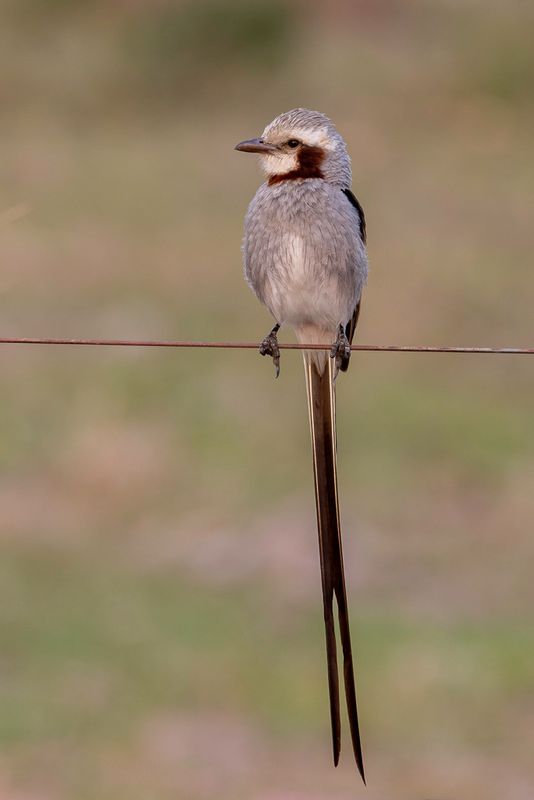 Streamer-tailed Tyrant