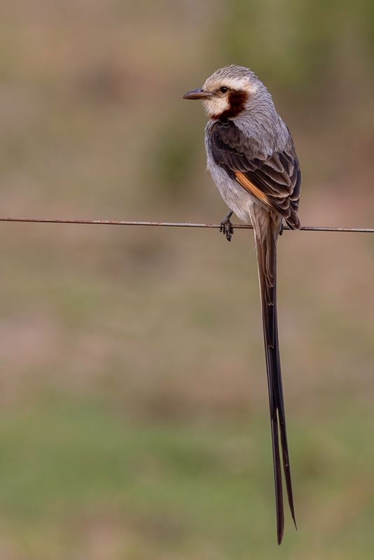 Streamer-tailed Tyrant