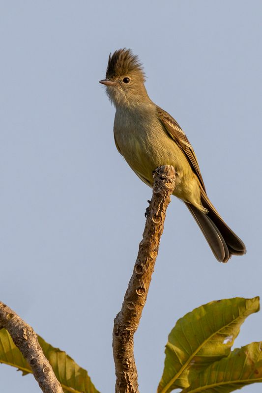 Lesser Elaenia