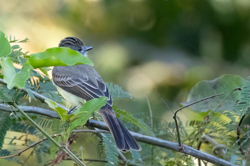Swainson's Flycatcher