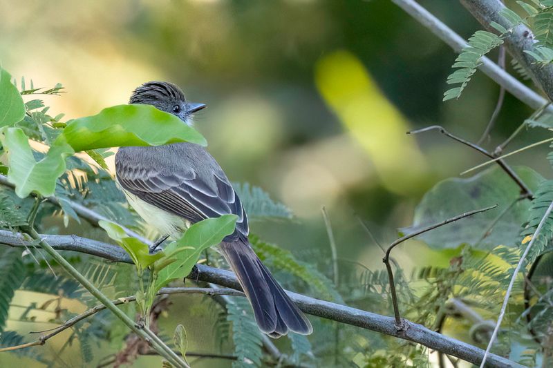 Swainson's Flycatcher
