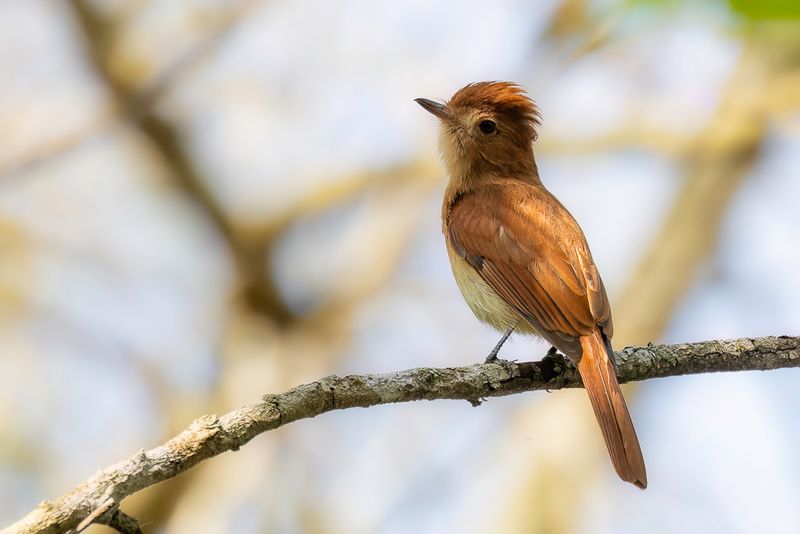 Rufous Casiornis