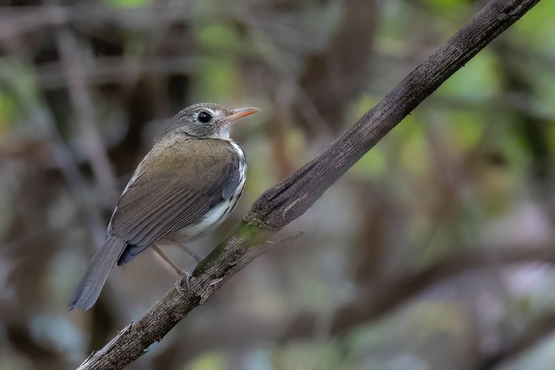 Southern Antpipit