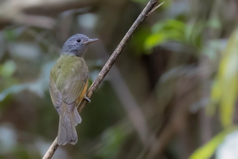 Grey-hooded Flycatcher