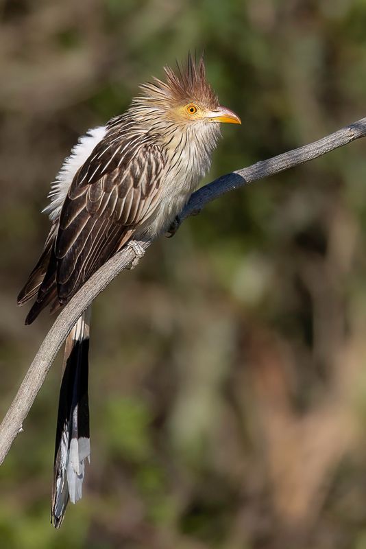 Guira Cuckoo