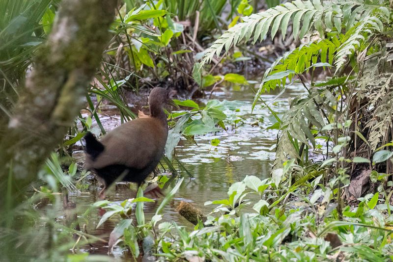 Slaty-breasted Wood Rail