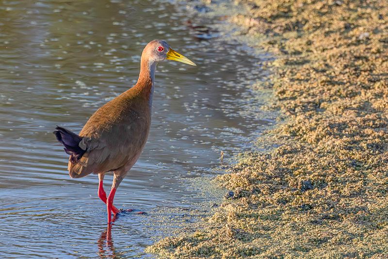 Giant Wood Rail