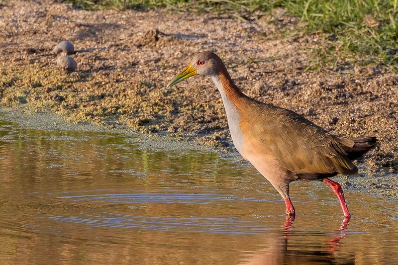 Giant Wood Rail