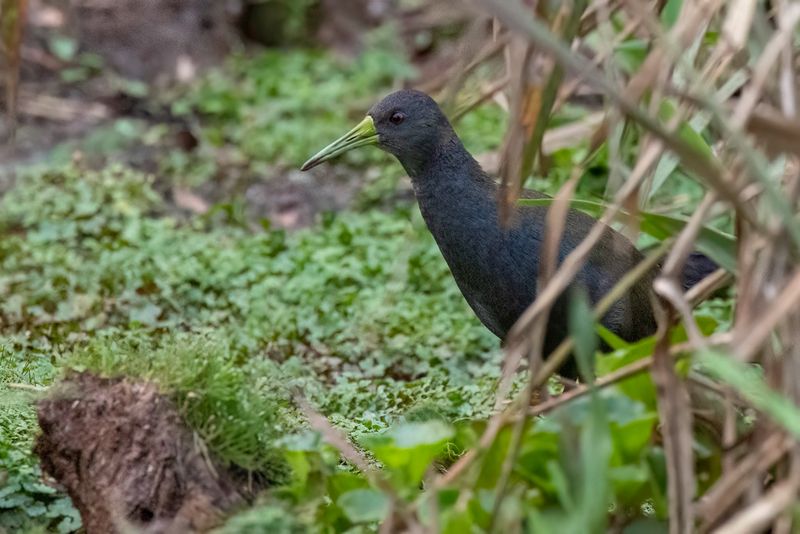 Blackish Rail