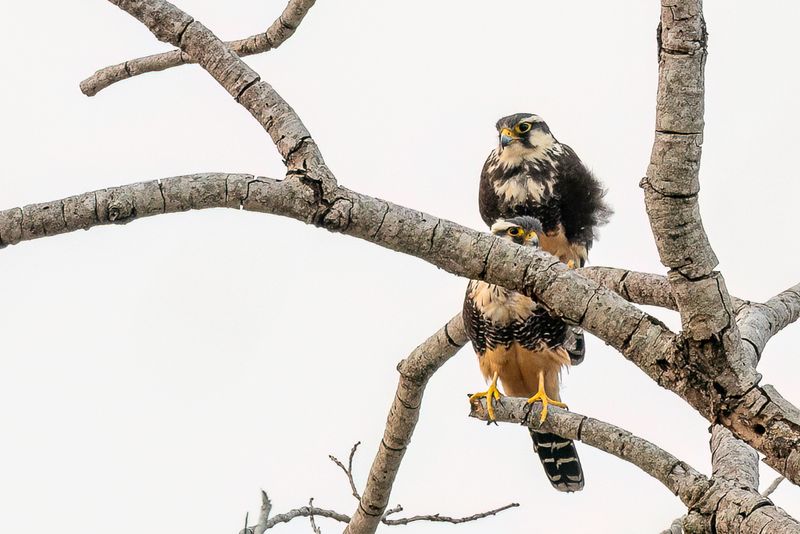 Aplomado Falcon