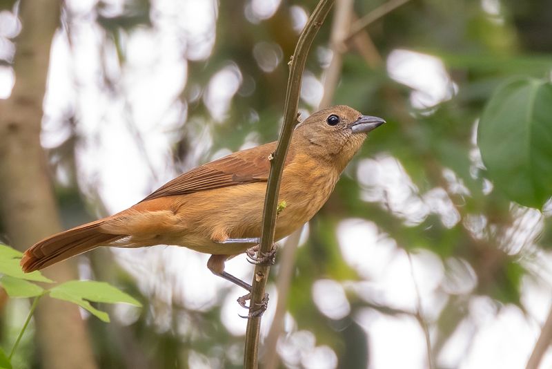 Ruby-crowned Tanager (f)