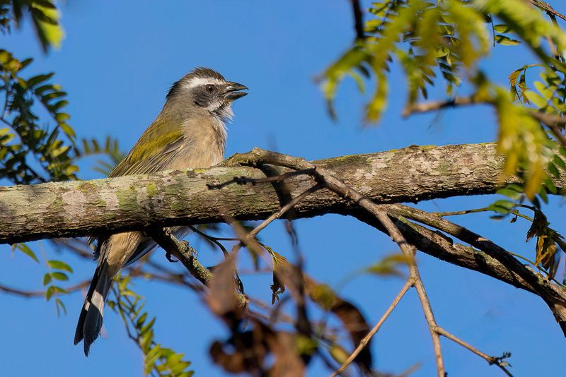 Green-winged Saltator