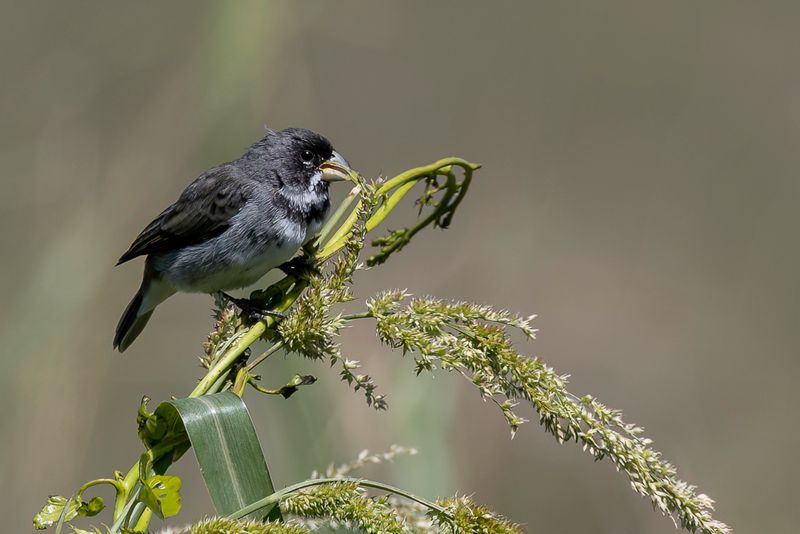 Double-collared Seedeater (m)