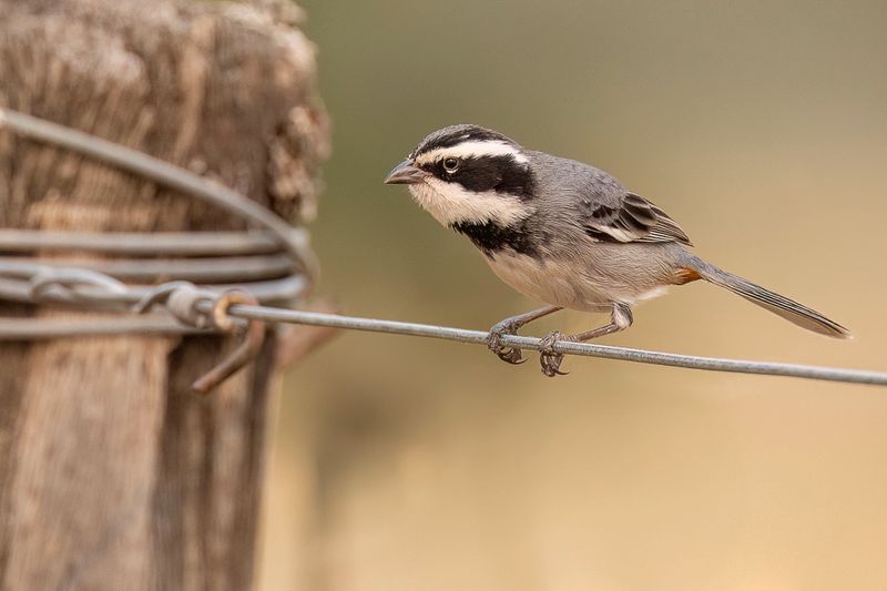 Ringed Warbling Finch
