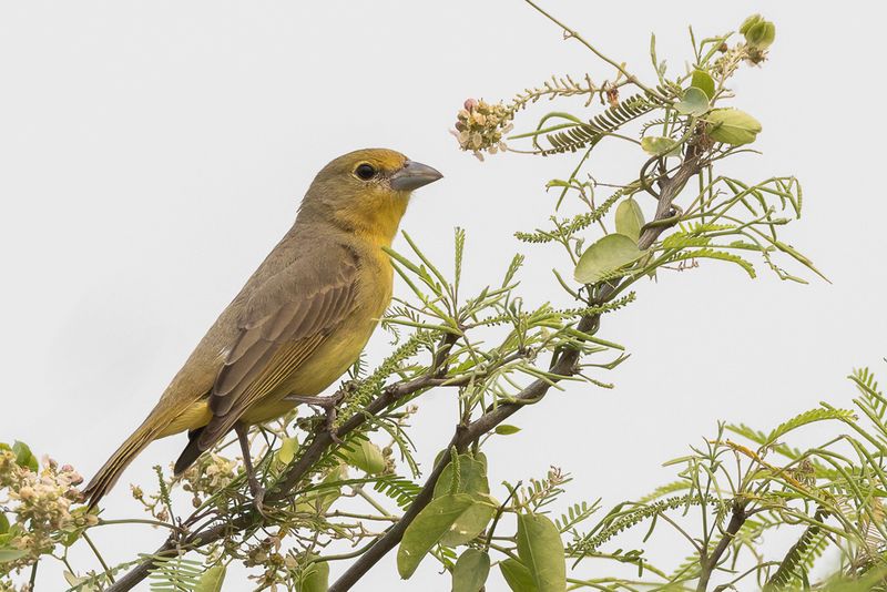 250 Cardinalidae - Cardinals and Allies