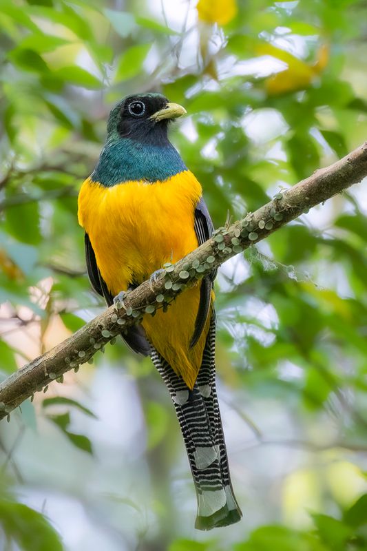 083 Trogonidae - Trogons