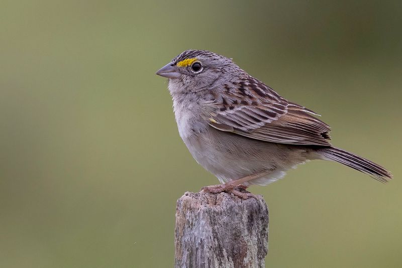 Grassland Sparrow