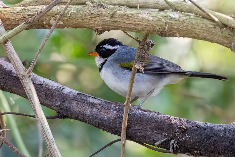 Saffron-billed Sparrow