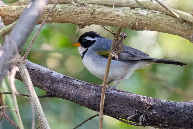 Saffron-billed Sparrow