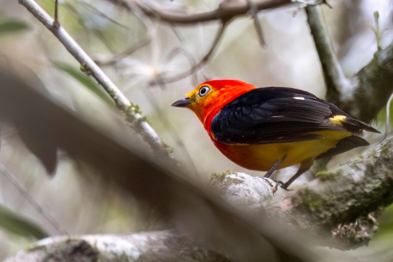 Band-tailed Manakin (m)