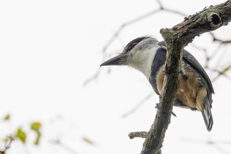 094 Bucconidae - Puffbirds