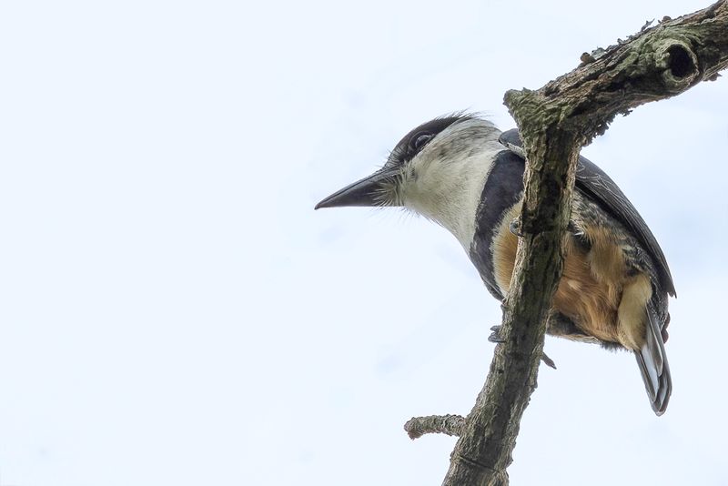 094 Bucconidae - Puffbirds