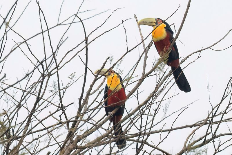 Red-breasted Toucan